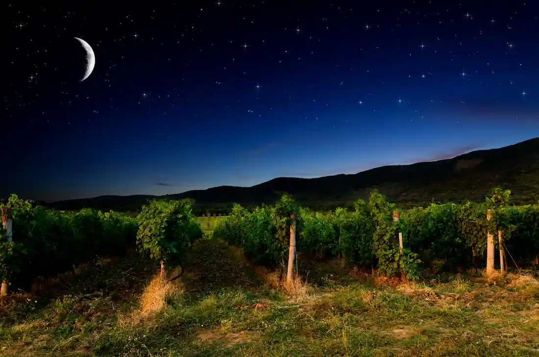 ナチュラルワインとは,ビオディナミとは