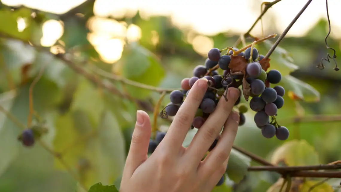 ナチュラルワインとは