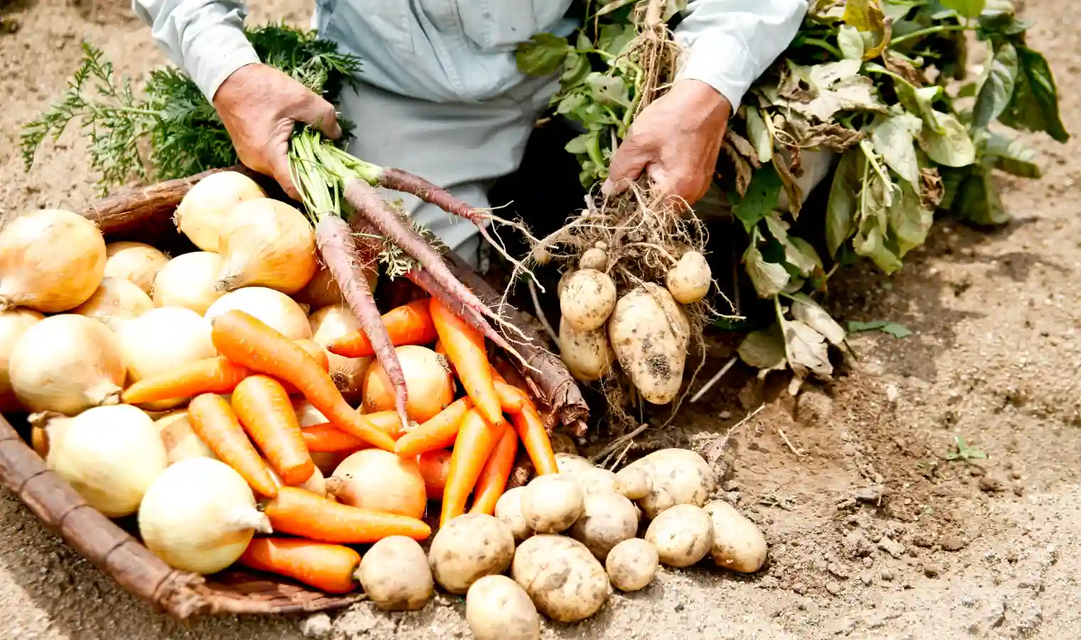 オーガニック野菜の魅力を徹底解説！持続可能な農業の重要性と美味しさに迫る