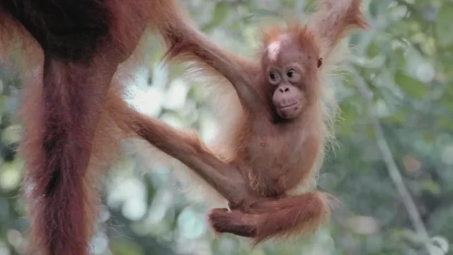 オランウータン